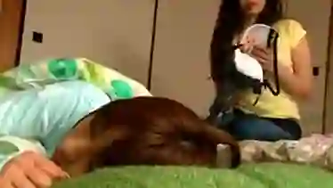 Sleeping Japanese Girl has Tits Licked